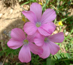 Linum viscosum